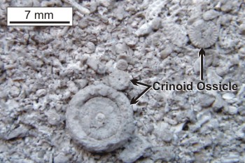 limestone indiana geology fossils geological features brachiopods